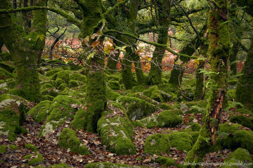 alrobertsphotography:Oak Woods, Dartmoor UK