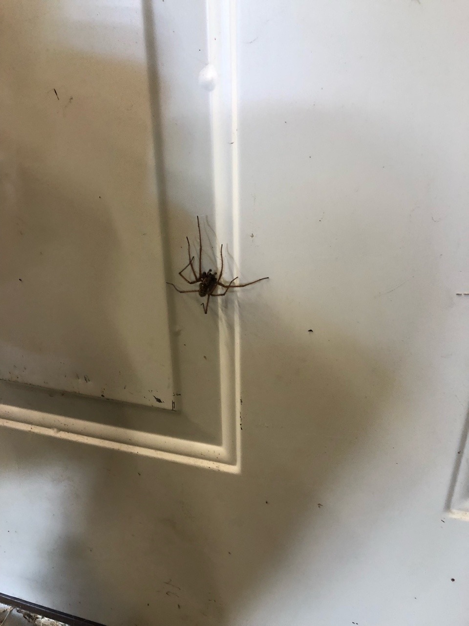 Was loading a moving truck in Forks this morning and ran into this huge spider&hellip;