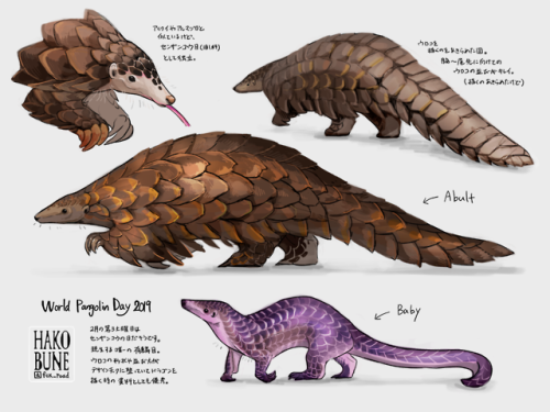 2019 World Pangolin Day - Otters Day