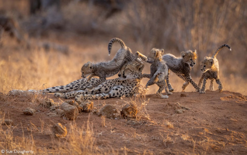 cheetahcamp:© Sue Dougherty