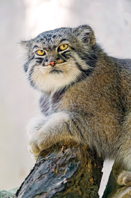 carefulwiththataxe:boredpanda:The Manul Cat Is The Most Expressive Cat In The WorldThe cat version o