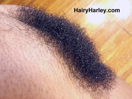 superhirsuteandbushychicks:  More Hairy Harley with her ultra super bush. 