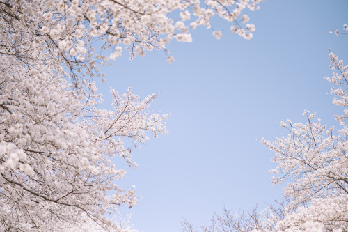 2022-04-02Spring, Cherry BlossomCanon EOS R3 + RF50mm f1.2LInstagram  |  hwantastic79vivid