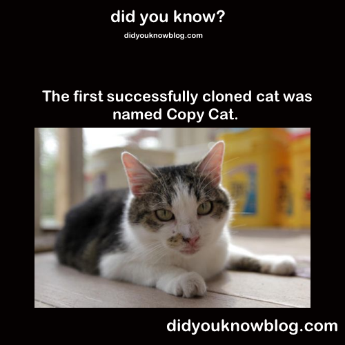 did-you-kno:  Source