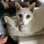 francines-cat