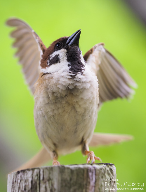 tokyo-sparrows:さぁいくよ！ みんなで飛ぼう！！#スズメ写真集『あした、どこかで。』シリーズ１、２www.amazon.co.jp/dp/4908411018 詳しくは&