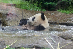 giantpandaphotos:  Ri Ri at the Ueno Zoo