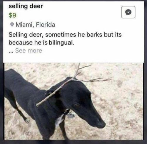 melonmemes:Selling deer
