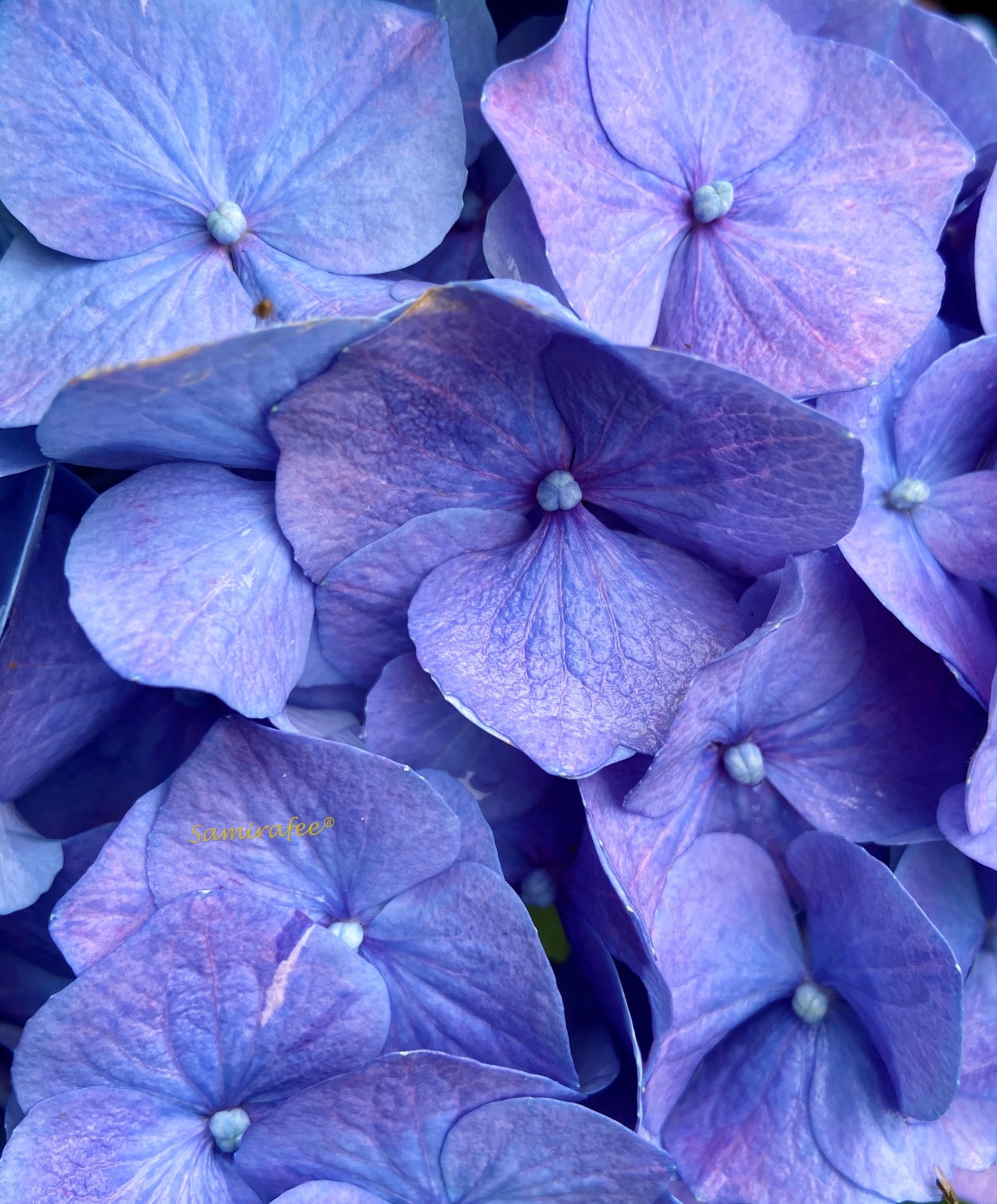 Hydrangea Macrophylla Explore Tumblr Posts And Blogs Tumgir