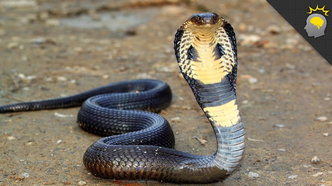 suramarelf: How to draw snek??? A king cobra assassin sethrak lady C:  **Photograph