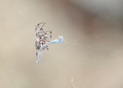 Looks like a face on the spiders head.