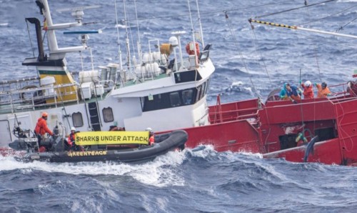 Vor einem Fischtrawler entrollten sie ein Banner mit der Aufschrift: „Sharks Under Attack&ldqu