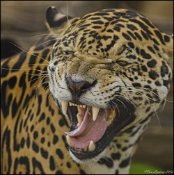 llbwwb:  AREN’T WE JUST A BUNDLE OF JOY TODAY ! (by Lensbuddies/Ian Lindsay~)