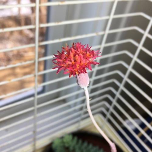 Picture from a few days ago&ndash;one of the weirdest of my weird plants is having a beautiful flowe