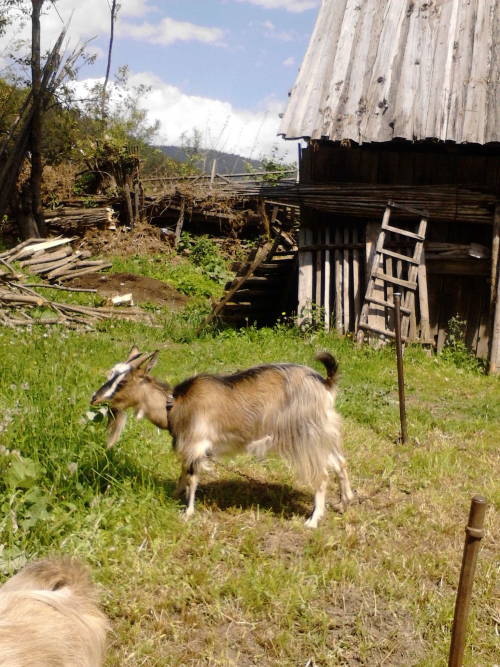 Two Little Goats.....