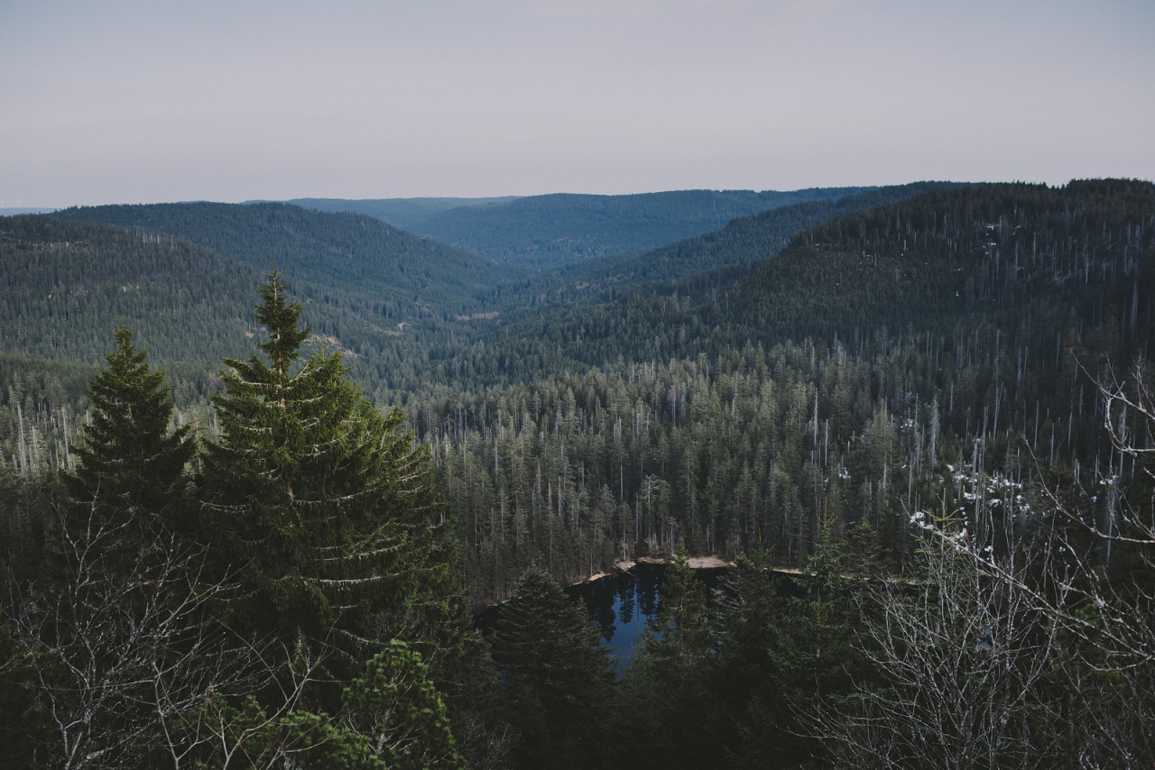 atraversso:  Sun, Trees and Love  by Daniel Fuchs 
