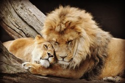 glamboyl:Lion Cuddle photo retouch by Lucien.