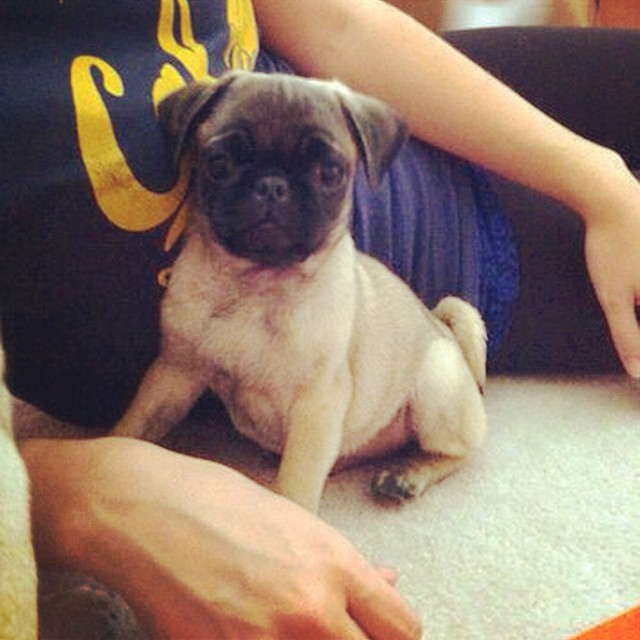 ilovepugs4ever:  Follow Dog Quotes. 