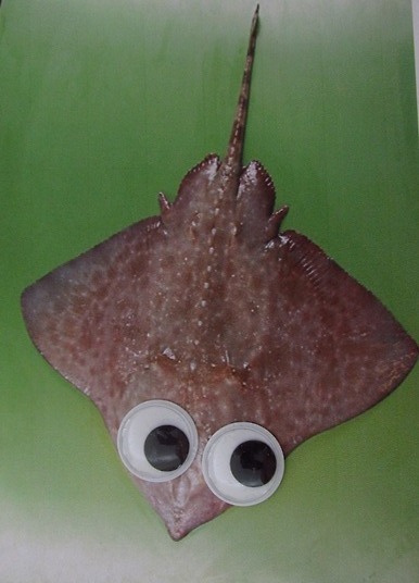 jtotheizzoe:  archiemcphee:  Deep Sea Fauna… with Googly Eyes is an awesome site right here on Tumblr that posts photos of amazing deep sea creatures that have been hilariously enhanced with googly eyes. Learn about the myriad mysterious creature of