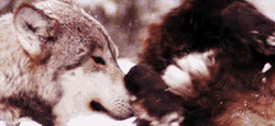 soyjeshua:  simplypandaful:  Wolf cuddles~ (^O^)  SoyJeshua ♠ I love wolfes *u*