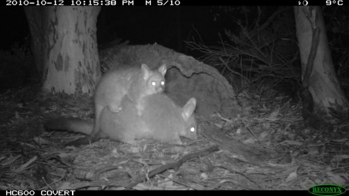 trailcams:Source: Wheatbelt Biodiversity