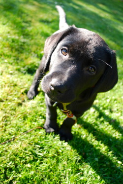 handsomedogs:  Stella 