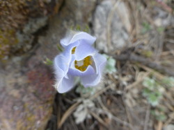 threemonthsandaday:  pasqueflower. so fuzzy.