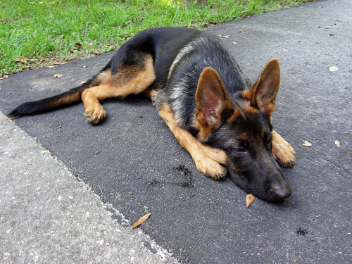 germanshepherddogs:  mainenaturegreyhounds:  That’s not a Greyhound…That’s Rocko: What can I say, I fell in love with Rocko while visiting with Mom, in Florida. Rocko belongs to Mom’s neighbor, Joe, and is a gorgeous 4 month old German Shepherd