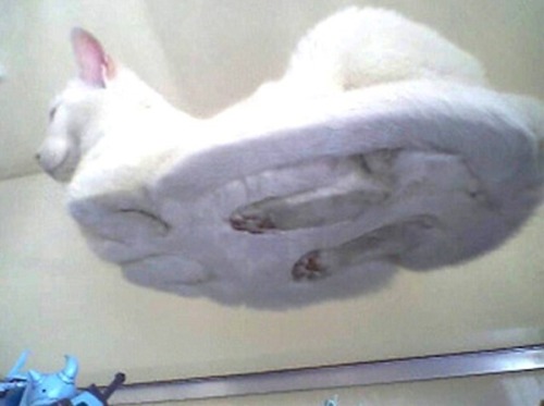 Funny Cat Pics — 25 hilarious pictures of cats on the glass! Look all 25 pictures HERE - http://funn