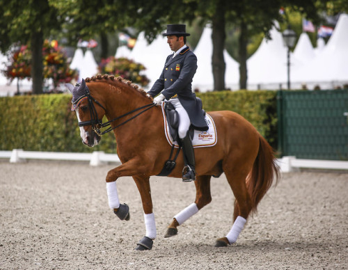 real-geldings-have-curves: CHIO Aachen part 3