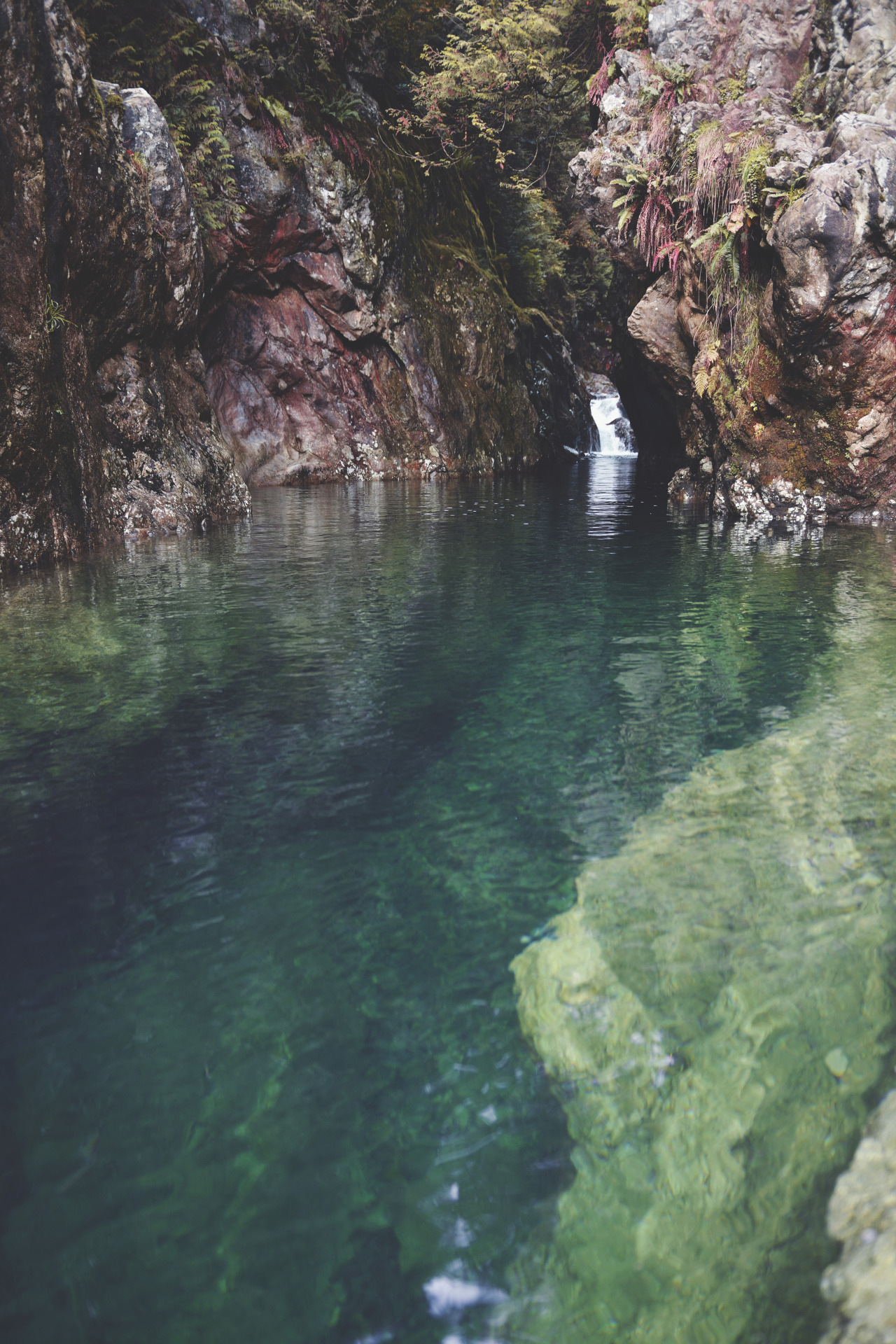 teapalm:  (Tasha Marie) | Lynn Canyon (2.0)