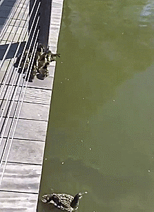 tastefullyoffensive:No one left behind. [video]