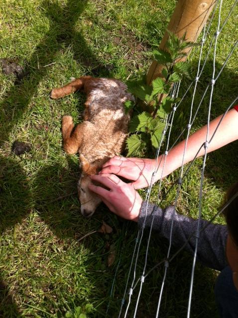 cute-overload:  This little fella LOVED the attention! He even fell asleep - sooo