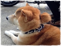 gwynndolin:  parakavka:  (via ポニーテールの画像 - 柴犬コタロウとアンのちょんぼし幸せ - Yahoo!ブログ)  the real diamond dog 