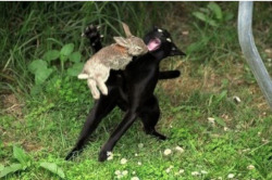  I SAW THIS PHOTO AND IT REMINDED MY OF YOUR NEGITORO BUNNY CAT THING AND OMFG.   IM wHEEEZING Oh my GODASGSDGsdg &ldquo;im gonna love the shit outta you&rdquo;