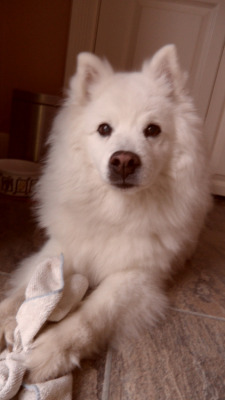 handsomedogs:  Casper