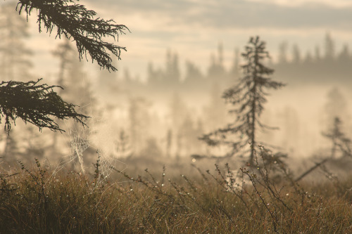 tiinatormanenphotography:~ Morning forest ~Aug 2015, Taivalkoski, Finland.by Tiina Törmäne