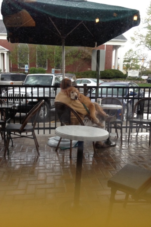 menandtheirdogs: cakeisgr:  Last year I went to a Starbucks and it started raining so this old