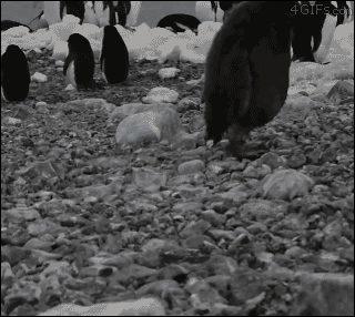 4gifs:  Keep on truckin’. [video] 