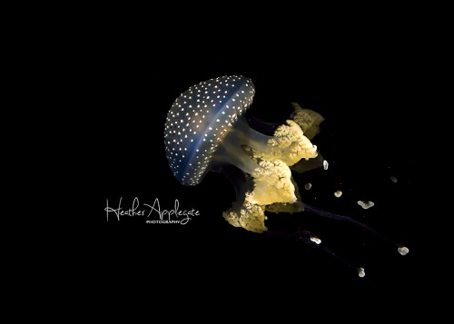 Australian Lagoon Spotted Jellyfish