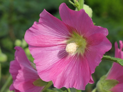 {a bouquet for patroclus, truly best of the achaeans, a brave and honourable man much loved by his c