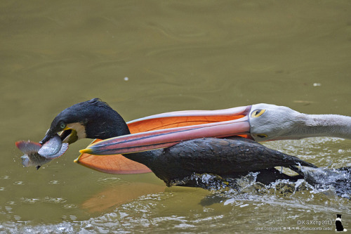 kaijutegu:  thelizlords:  fairy-wren: Great Cormorant and Australian Pelican. Photos by K S Kong  oH NO  there’s always a bigger fish bird… 