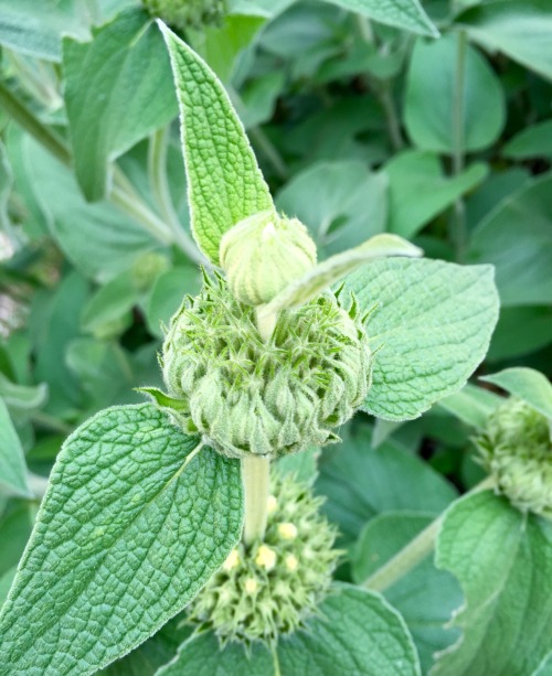 My Jerusalem Sage, Phlomis fruticosa, is already blooming. It seems early this year. It is already q