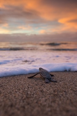 visualechoess:    Leatherback Hatchling at Sunset by Sean Crane  