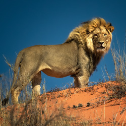 kingdom-of-the-cats:  The Lion King (by Ania.Photography