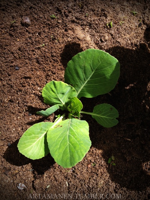 Turnips and cabbage, growing strong. 