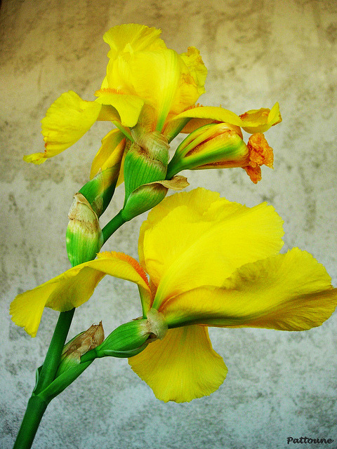 IRIS by ((o: pattoune :o)) on Flickr.