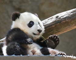 giantpandaphotos:  Xiao Liwu at the San Diego Zoo, California, on March 2, 2013. © Angie Bell. 