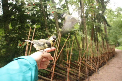 at Seurasaari, HelsinkiI felt like Disney Princess Snow White when the birds flew so close over my h