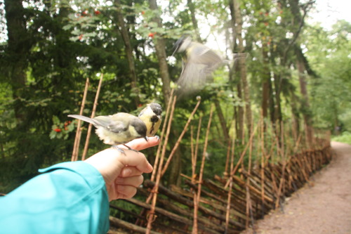 at Seurasaari, HelsinkiI felt like Disney Princess Snow White when the birds flew so close over my h